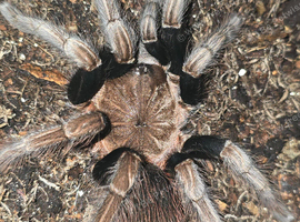 Tarantulas for sale