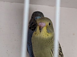 Young budgie