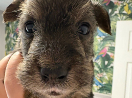Wowauzer puppies for sale