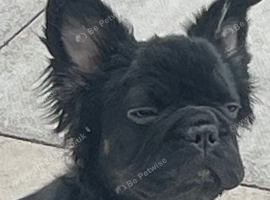 Beautiful fluffy frenchie female