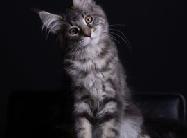 Registered Pedigree Maine coon kittens from large lines