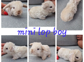 Mini lop babies available for reserve