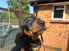 Miniature kc Black and Tan boy