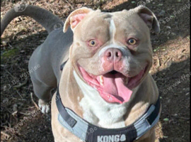 Pocket bully
