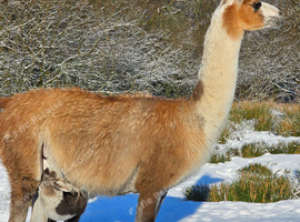 Goup of 3 Llamas