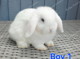 Baby Mini lops