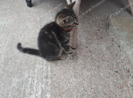 Boy kitten