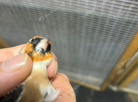 2 pea throat cock birds