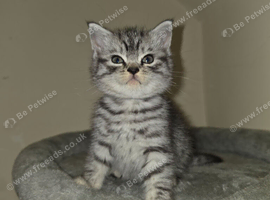 male British shorthair