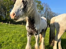 Rhubarb the piebald cob colt