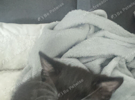 Lovely kitten