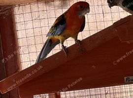 2 parrots and 1 cocktail for sale