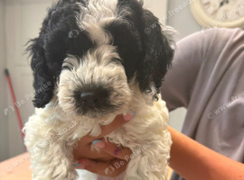 Cockapoo puppies