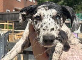 Lurcher puppies for sale