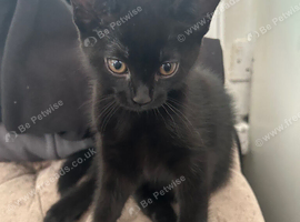 Girl Kitten Black
