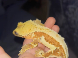 3 crested geckos