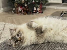 Ragdoll chocolate lynx Mitted female