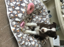 I now only have 4 red and white puppies left available from a stunning mixed litter of border collies.