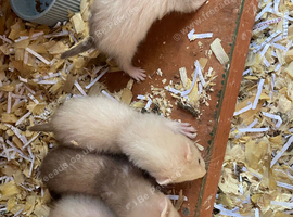 Sandy x black self ferret kits