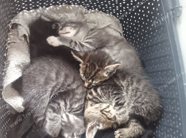 4 kittens