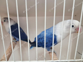 Love birds