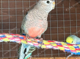 Young bourke for sale