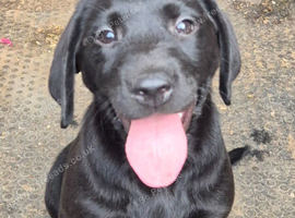 Boy labrador puppy