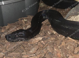 Wanted img boa black devil male