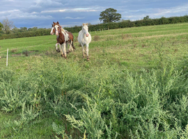 Lovely 2yr old gelding