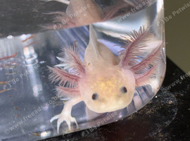 Axolotl babies
