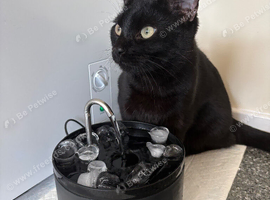 Black Male Cat