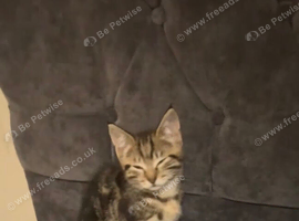 Kitten 11 week old cat