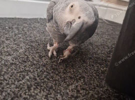 African grey 5 years old