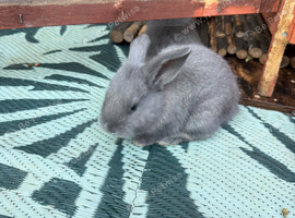 2 x Beautiful Continental Giant &times; French Lop Babies