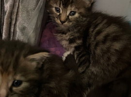 Kittens for sale