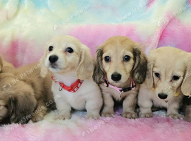 Cream long haired miniatures READY NOW