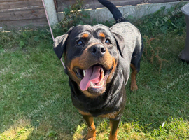 Female Rottweiler for sale