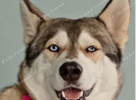 Syberian husky 18mths old female