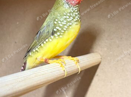 Male star finches