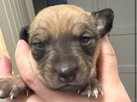 Wippet puppies