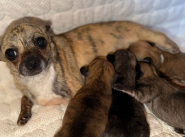 Brindle tiny chihuahua babies ready now