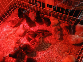 Day old creamlegbar females