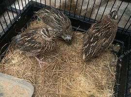 2 egg laying female and 1 male quail