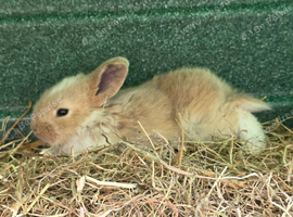 Beautiful litter of 10 kits