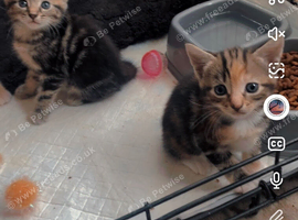 2 beautiful kittens