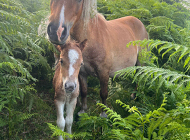 Gorgeous colt foal