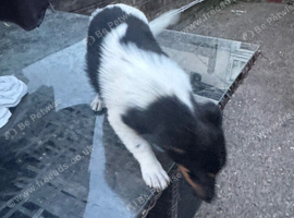 Jack Russel puppies for sale