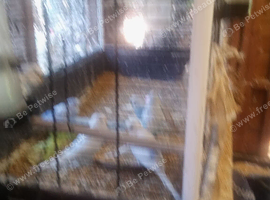 Baby pet BUDGIES for sale.