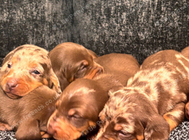 Miniature dachshund