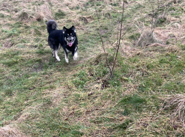 Looking for 5 star home for my 2 year old German shepherd/ husky